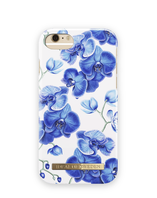 Baby Blue Orchid